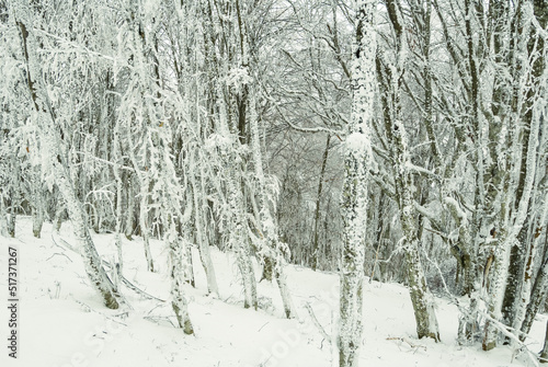 winter snowbound forest glade, natural outdoor seasonal background