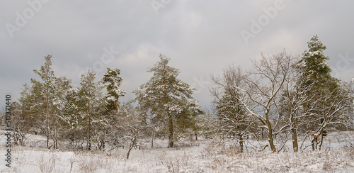 Wallpaper Mural fir forest in snow at misty winter day Torontodigital.ca