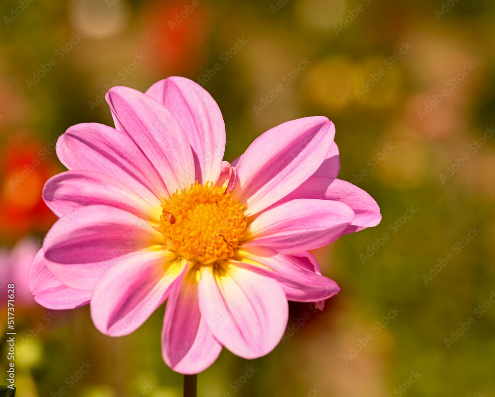 Beautiful close-up of a pink dahlia Beautiful close-up of a pink dahlia