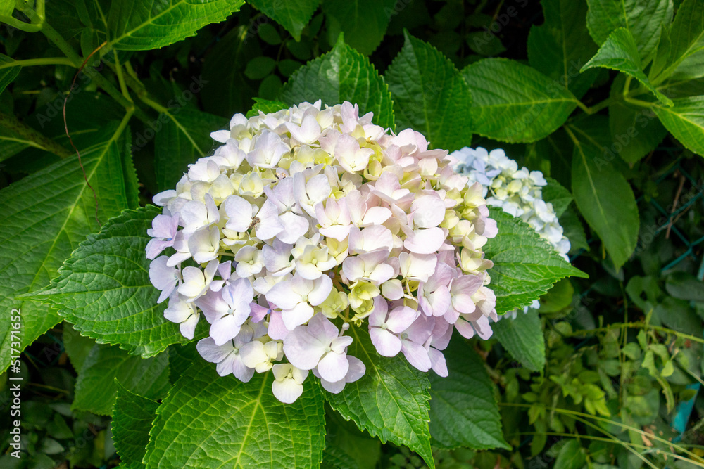 pink and white lilac pink and white lilac