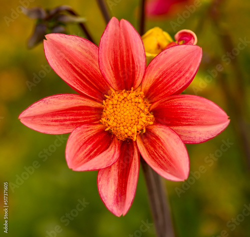 Beautiful close-up of a red single-flowered dahlia