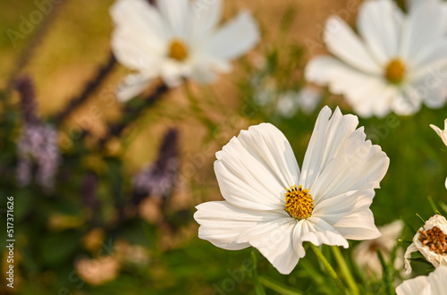Beautiful close-up of a white cosmos