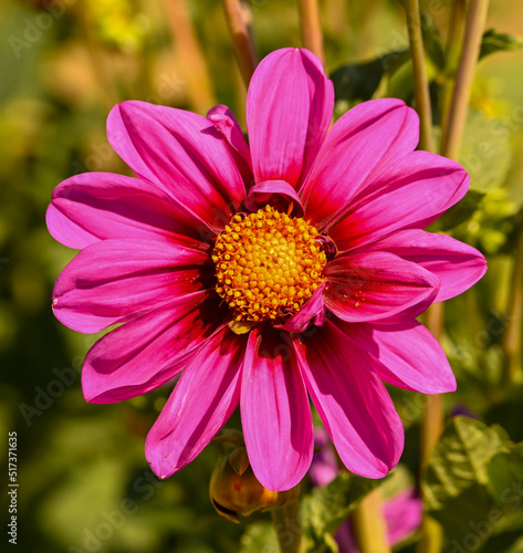 Beautiful close-up of a purple dahlia