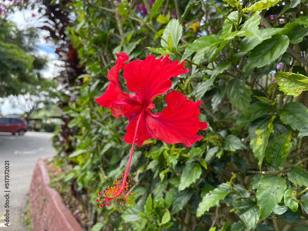 red hibiscus in a garden