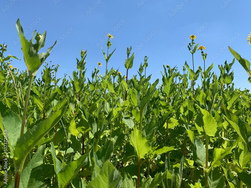 Obraz premium corn field against sky