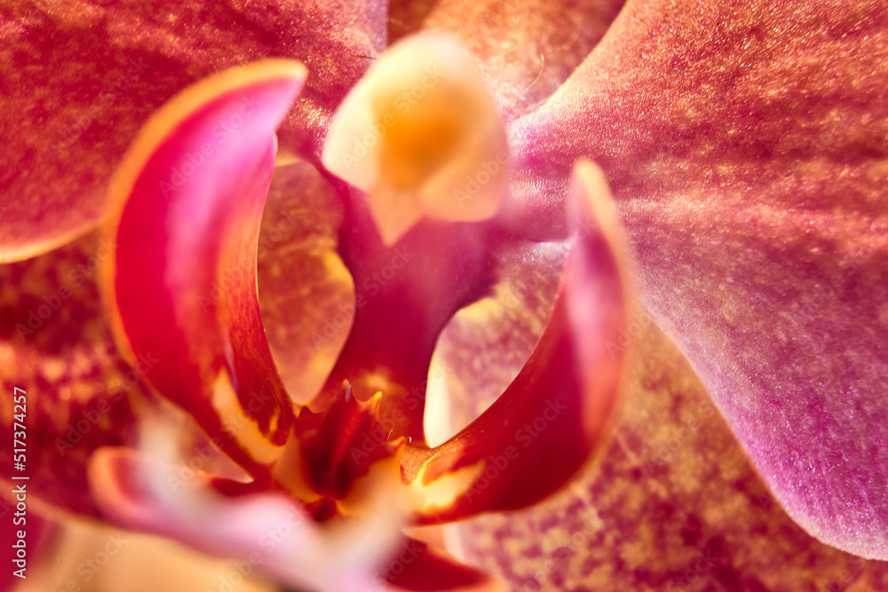 another look at the flower archidea macro another look at the flower archidea macro