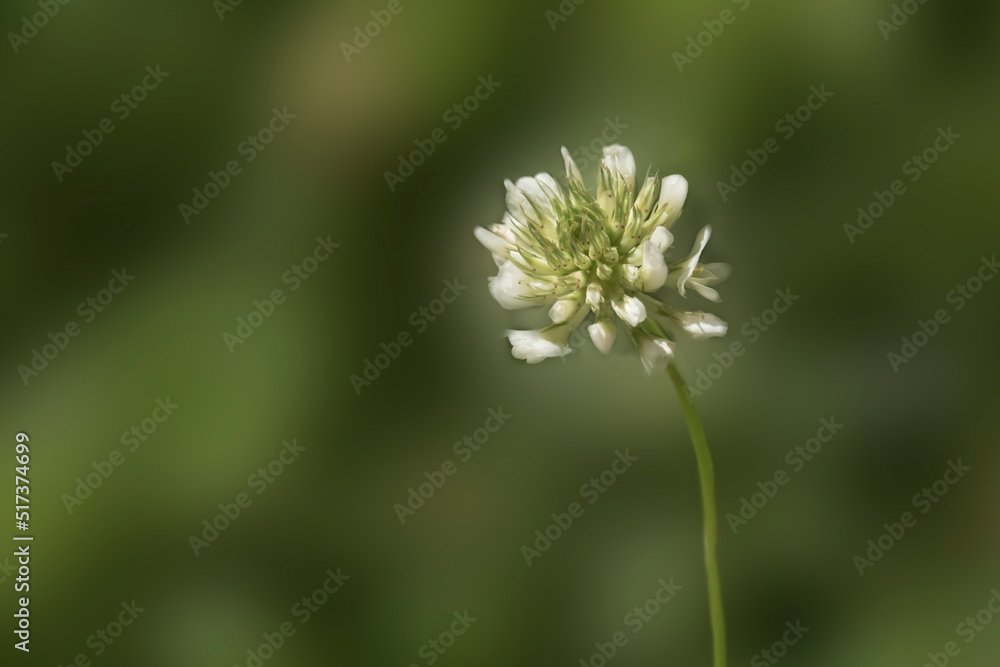 close up of a white clover isolated on blurred green background. 