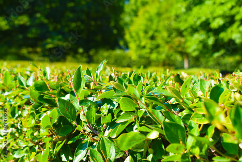 green bush and green trees in a summer park in the heat	