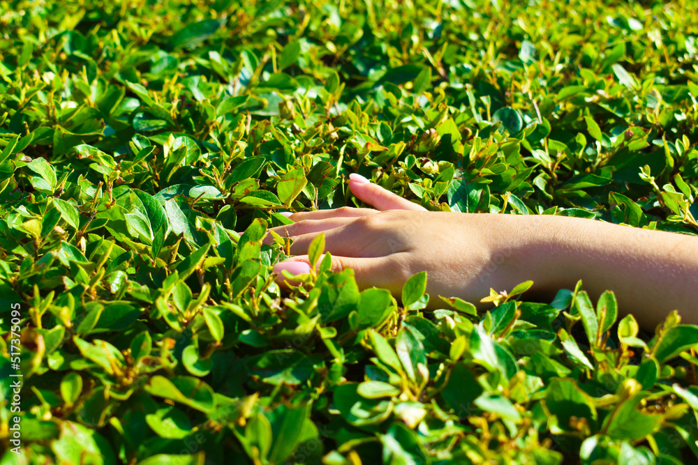 woman's hand on the background of green leaves of the bush woman's hand on the background of green leaves of the bush