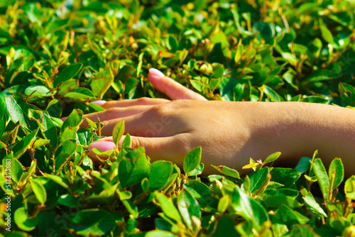 beautiful female hand on the green leaves of the bush
