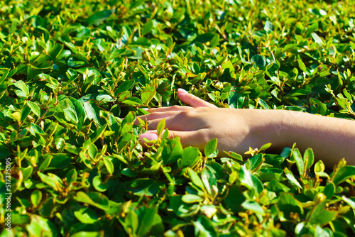 woman's hand on the background of green leaves of the bush