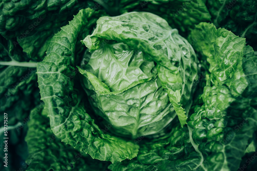 Fototapeta premium Cabbage. Savoy cabbage growing in organic garden