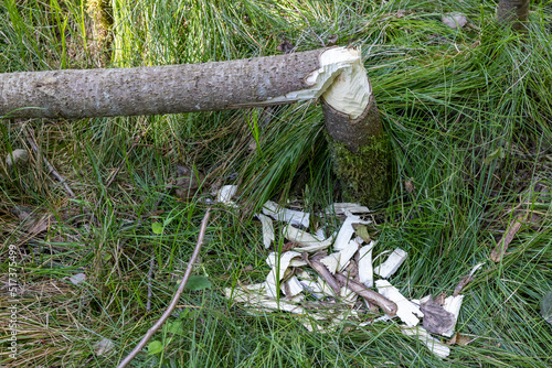 pappelbaum mit biberfras holzspäne im wald photo