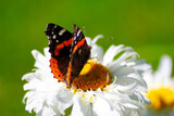 Red Admiral Butterfly (Vanessa atalanta) on a white daisy flower