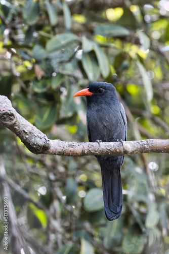 Black-fronted Nunbird. Monasa nigrifroms photo