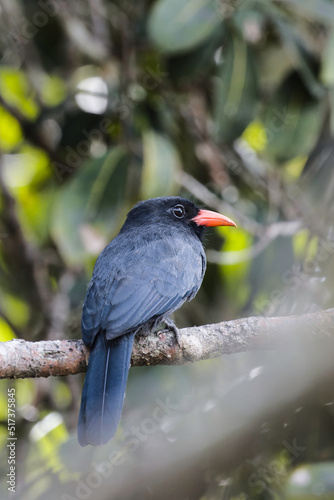 Black-fronted Nunbird. Monasa nigrifroms photo