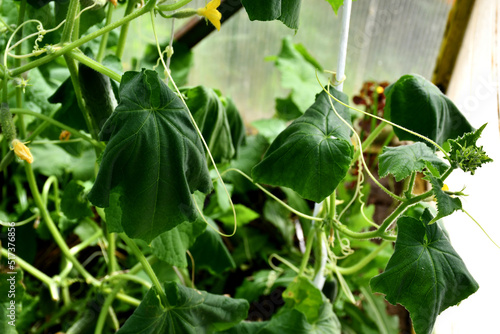 Withered green cucumber leaves on adult plants in a greenhouse. Withering of leaves due to cucumber diseases or mistakes of the vegetable grower. The leaves hang like rags. Selective focus