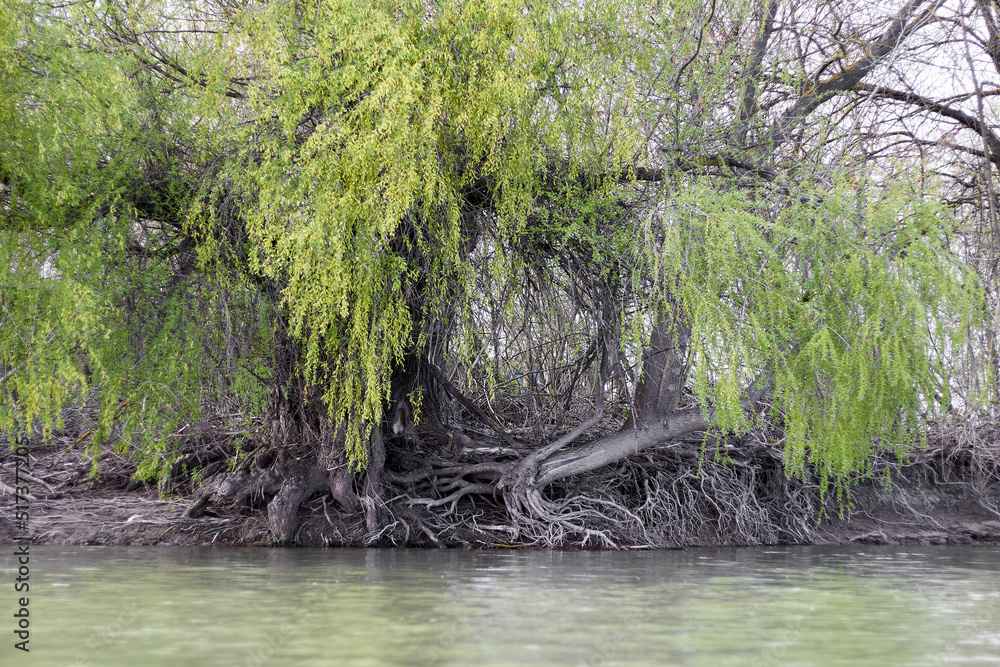 Willow tree at the edge of water a spring river. Roots of a willow tree Willow tree at the edge of water a spring river. Roots of a willow tree