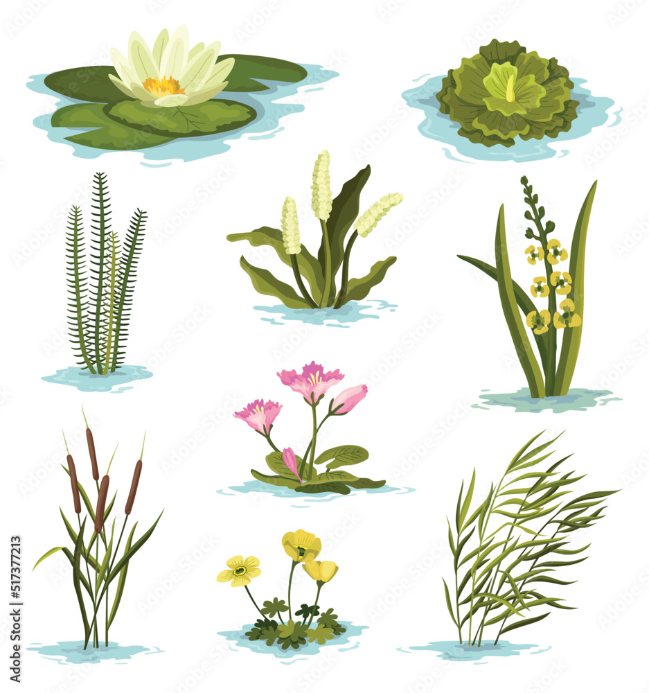 Marsh and wetland plants collection. Hand drawn botanical set. Reed, water  lily, cane and carex. Swamp flora and fauna. Common plants grow in water,  isolated illustration Stock Vector | Adobe Stock