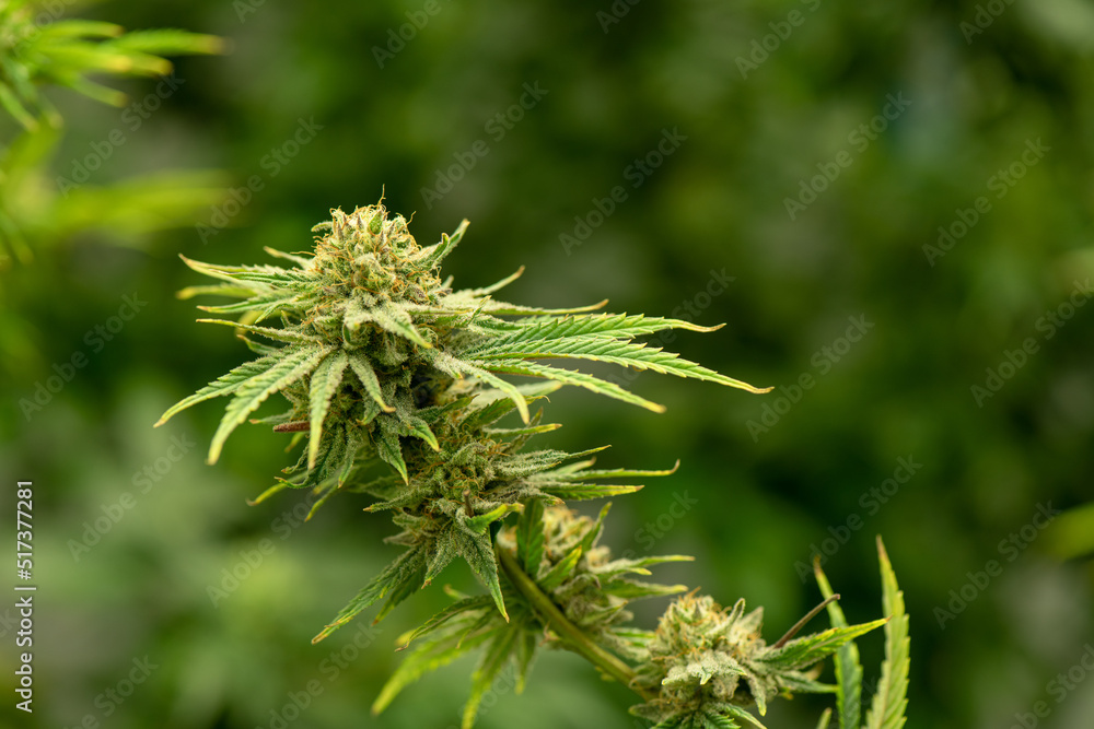 Blooming cannabis ready to be used for extraction into various products medical and food or drink even for entertainment. Blooming cannabis ready to be used for extraction into various products medical and food or drink even for entertainment.