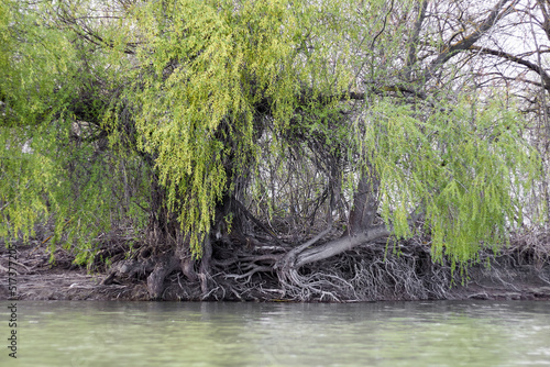 Willow tree at the edge of water a spring river. Roots of a willow tree