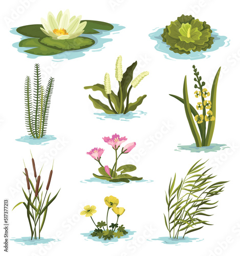 Marsh and wetland plants collection. Hand drawn botanical set. Reed, water lily, cane and carex. Swamp flora and fauna. Common plants grow in water, isolated illustration