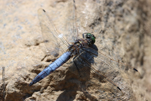 Dragonfly - Orthetrum cancellatum (male)