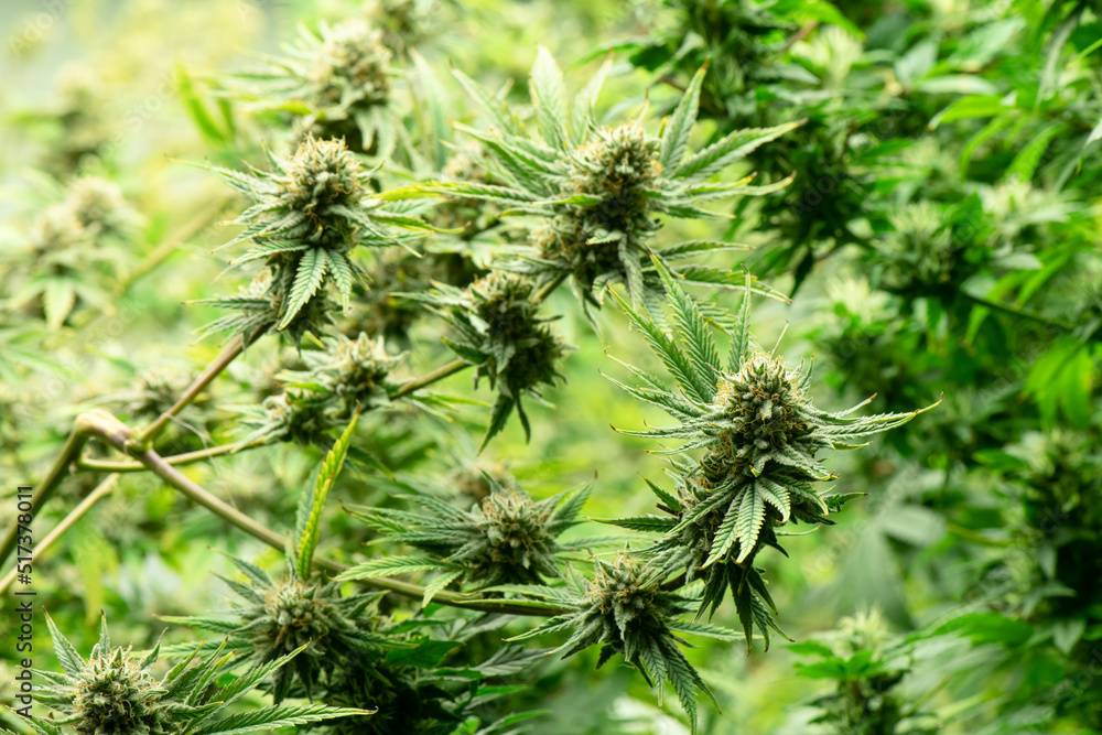 Blooming cannabis ready to be used for extraction into various products medical and food or drink even for entertainment. Blooming cannabis ready to be used for extraction into various products medical and food or drink even for entertainment.