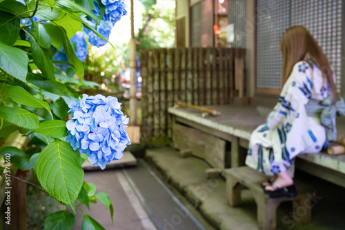 神奈川県鎌倉市 明月院のあじさいと浴衣女性