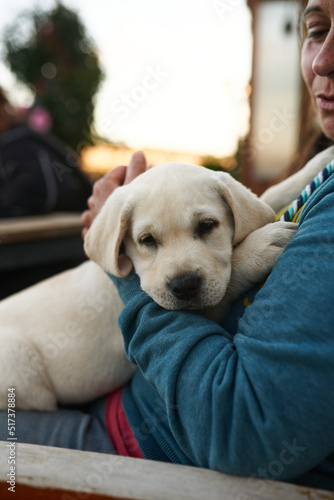 Adorable little puppy lying resting on its owners lap indoors at home in a pet ownership or companionship concept