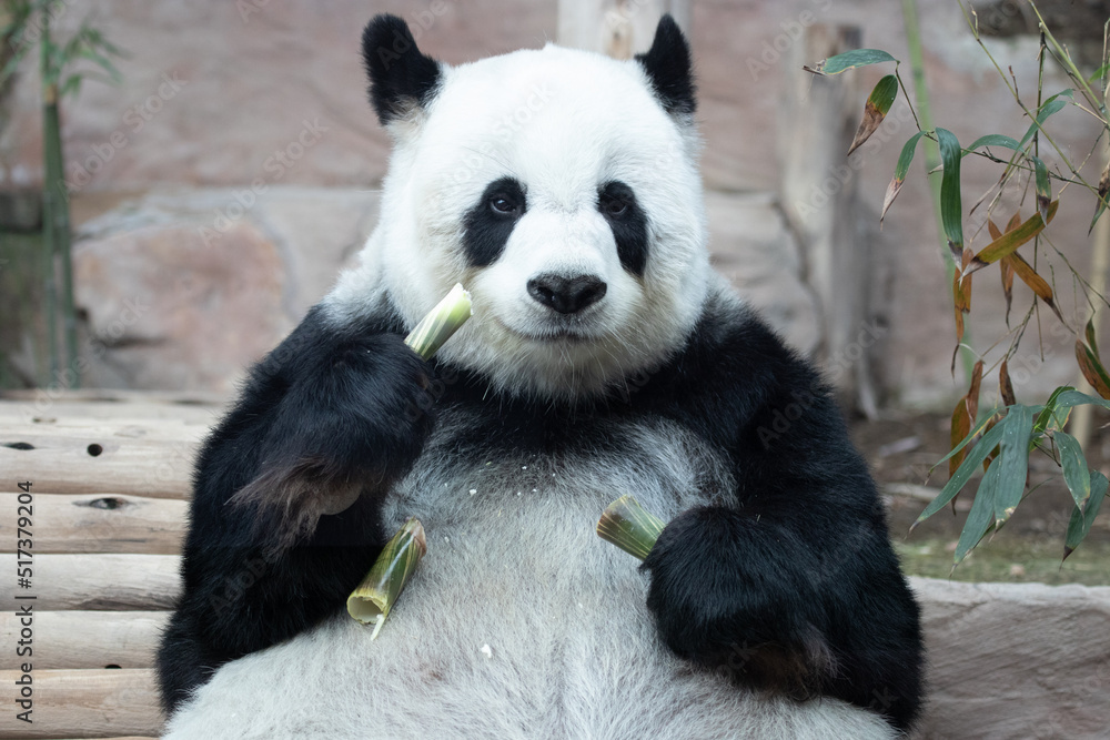 Fototapeta premium Sweet Fluffy Panda in Thailand, Lin Hui