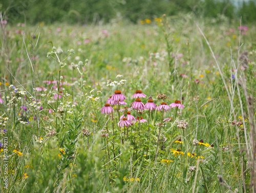 flowers in the meadow