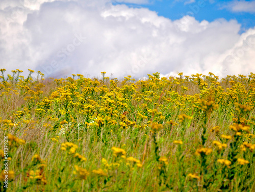 field of goldenrod in summer