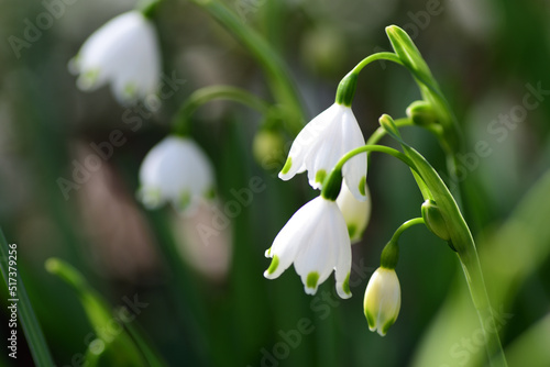 スノーフレークの白い花（埼玉県/4月）