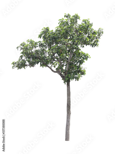 tree on a white background,Clipping paths.