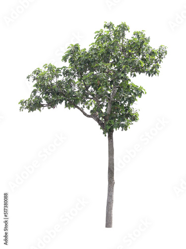 tree on a white background Clipping paths.