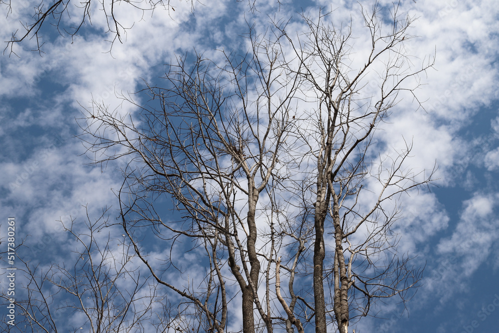 Closeup of shed leaves trees in dry season with cloudy sky background. Closeup of shed leaves trees in dry season with cloudy sky background.