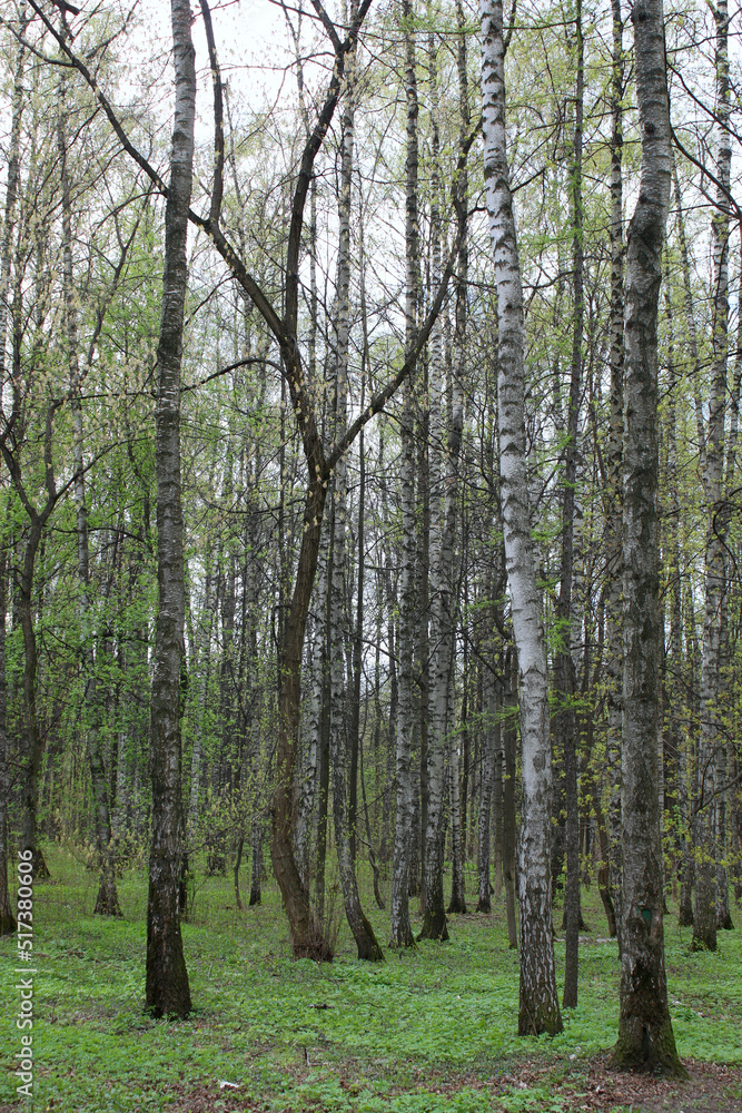 Birch forest. Straight tree trunks in the spring forest. Birch forest. Straight tree trunks in the spring forest.