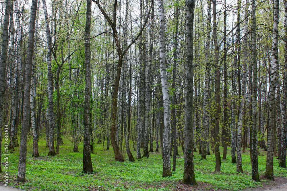 Birch forest. Straight tree trunks in the spring forest. Birch forest. Straight tree trunks in the spring forest.