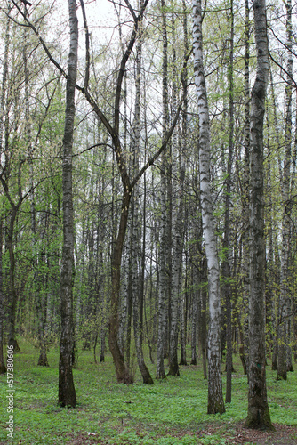 Birch forest. Straight tree trunks in the spring forest. © Houston