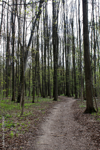 Dirt path in spring forest among trees.