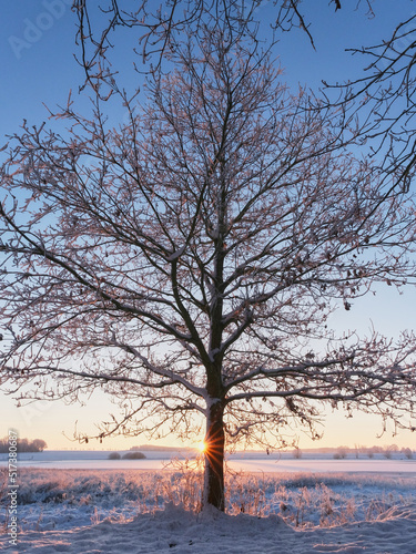 Verschneiter Baum in eisiger Kälte