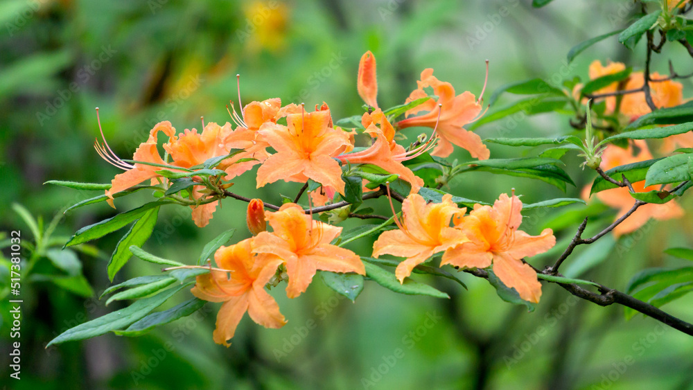 Azalea bushes with light orange flowers in a city park. Azalea bushes with light orange flowers in a city park.