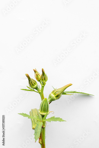 Lady Fingers or Okra vegetables on white background