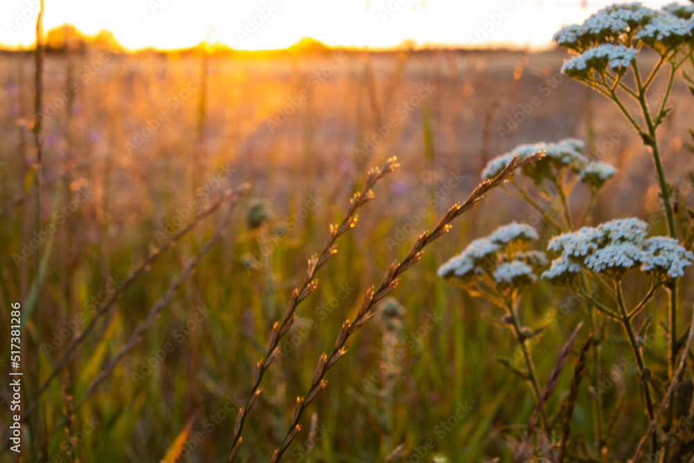 Fototapeta premium sunset in the field