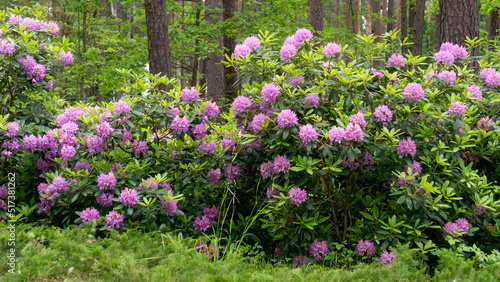 Rhododendron bushes with gently lilac flowers in a city park.