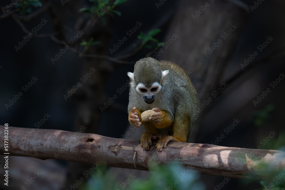 Close up Common Squirrel Monkey, Saimiri Sciureus Close up Common Squirrel Monkey, Saimiri Sciureus