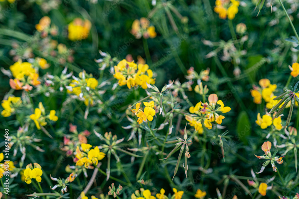 Obraz premium dandelions in the grass
