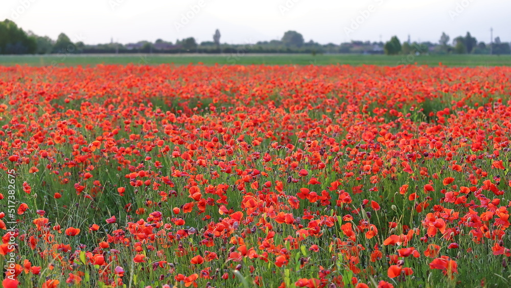 field of red poppies in spring field of red poppies in spring
