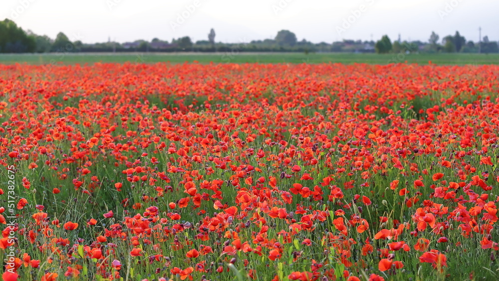 field of red poppies in spring